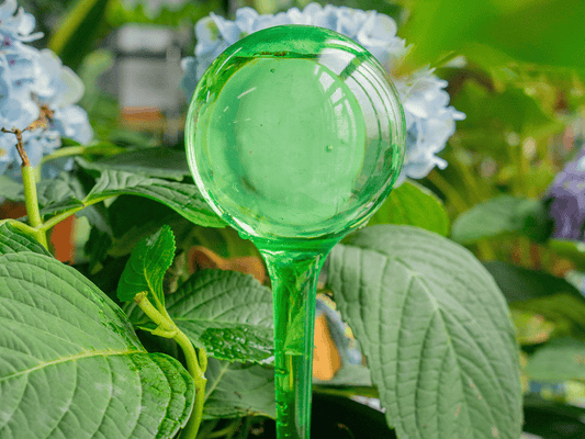 Waterdruppelaar: plastic bol of terracotta punt?