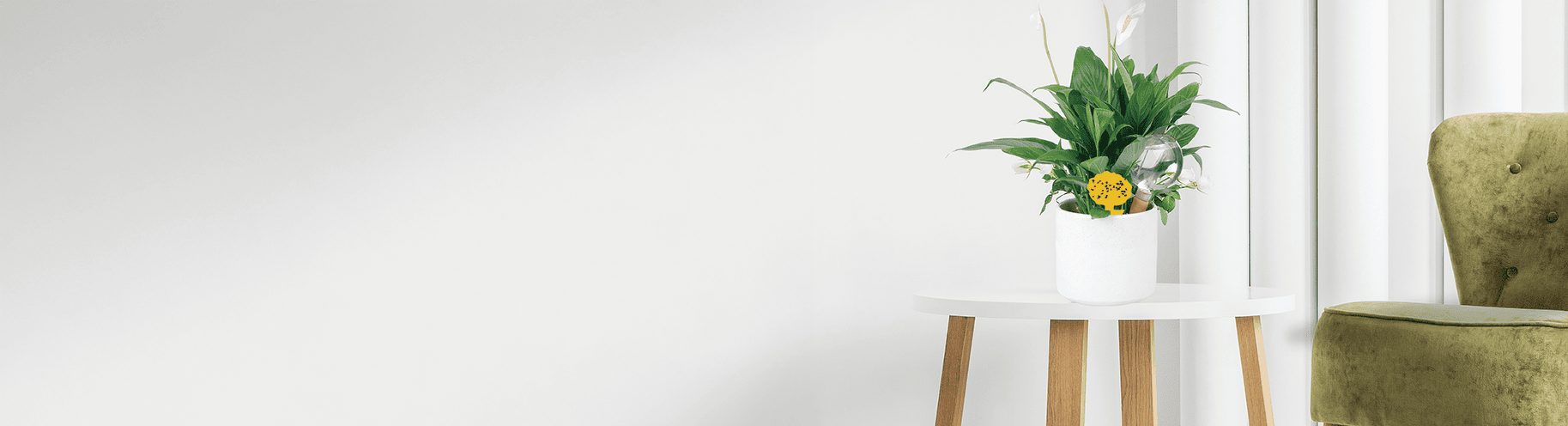 Vliegenvanger Plakstrip voor Planten – 24 Stuks