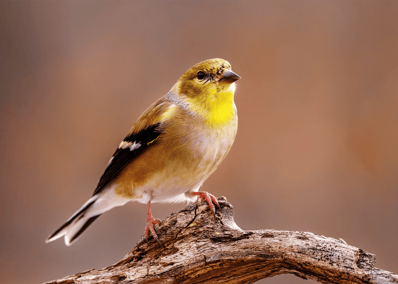 Fensterfutterhaus für Vögel aus der Nähe
