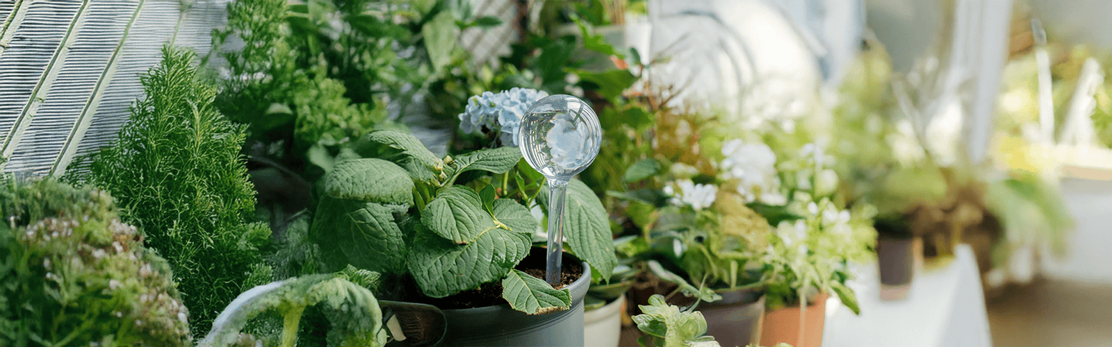 Waterdruppelaar: plastic bol of terracotta punt?