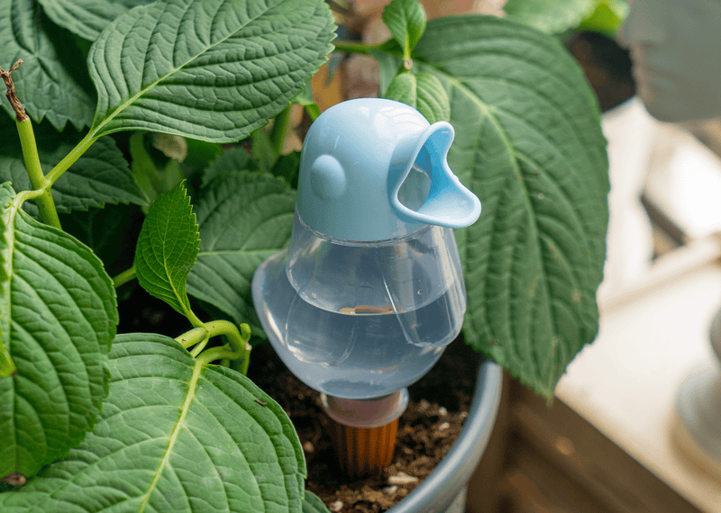 Terracotta Waterdruppelaar voor Kamerplanten